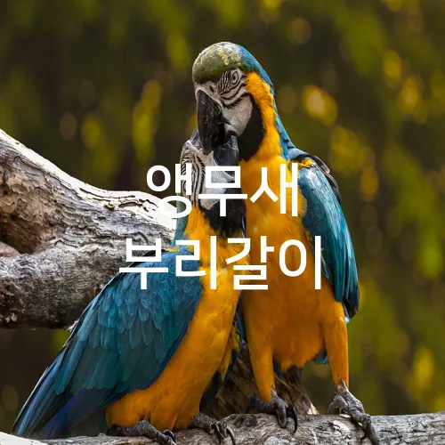 앵무새 부리갈이