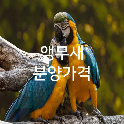 앵무새 분양가격