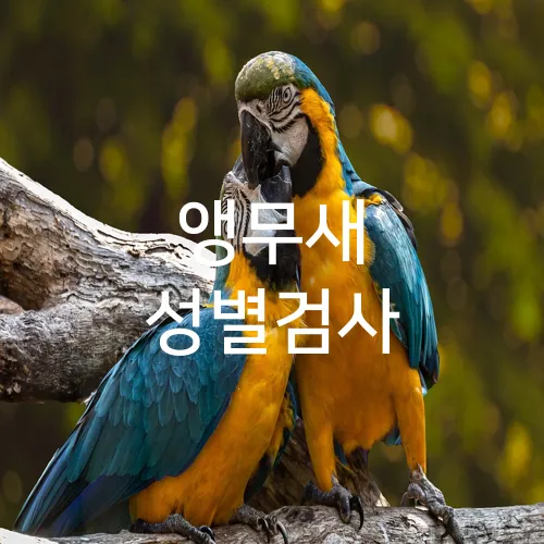 앵무새 성별검사