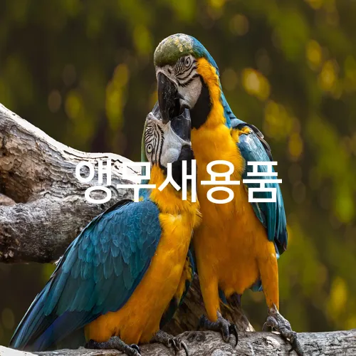 앵무새용품