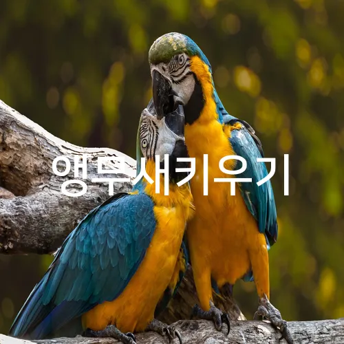 앵무새키우기
