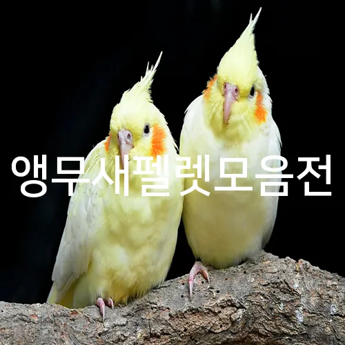 앵무새펠렛모음전