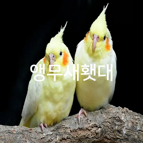 앵무새횃대