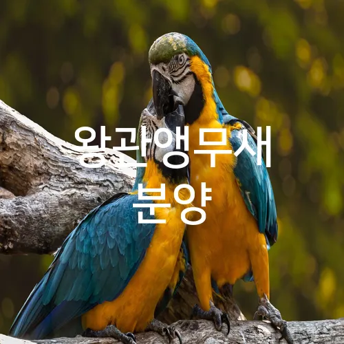 왕관앵무새 분양