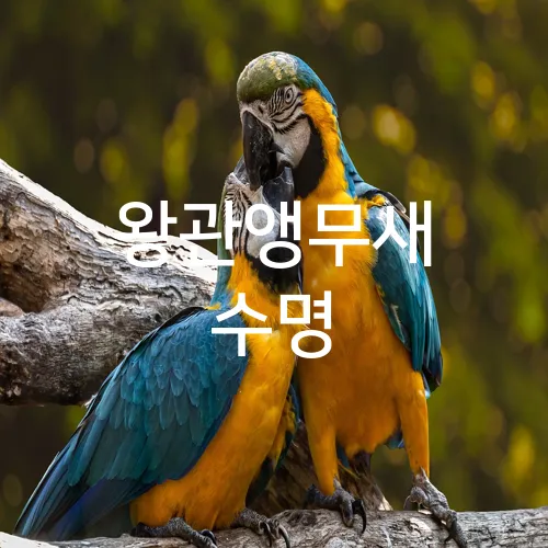 왕관앵무새 수명