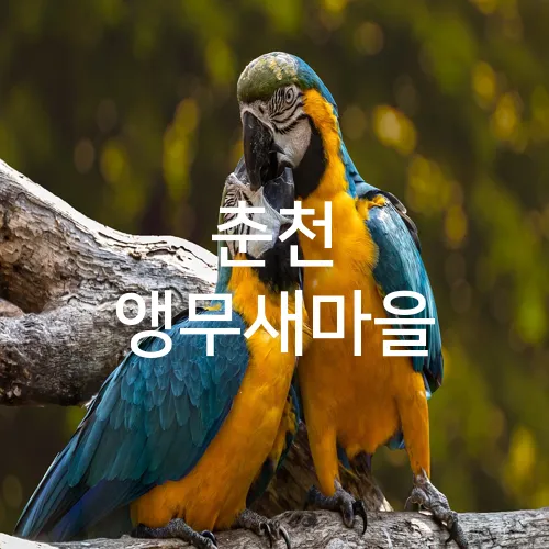 춘천 앵무새마을